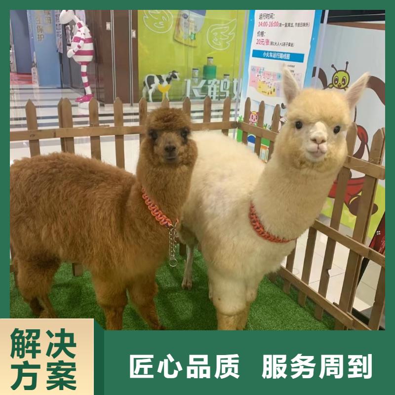 马戏团/羊驼,马戏团表演出租有实力