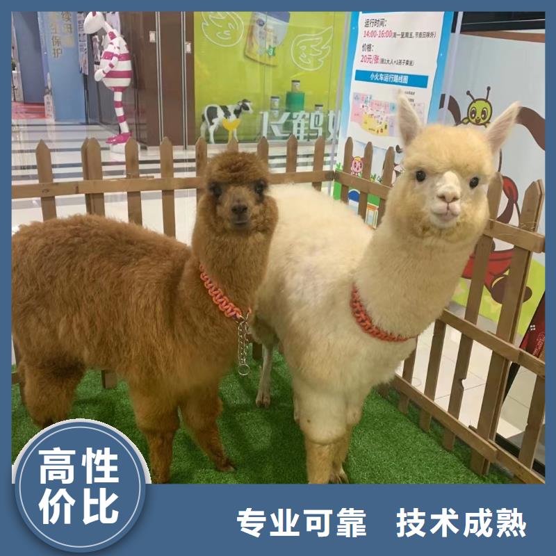 马戏团/羊驼,小马戏出租服务热情