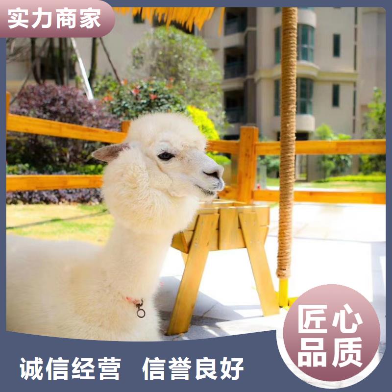 马戏团/羊驼【出租企鹅表演】一站搞定