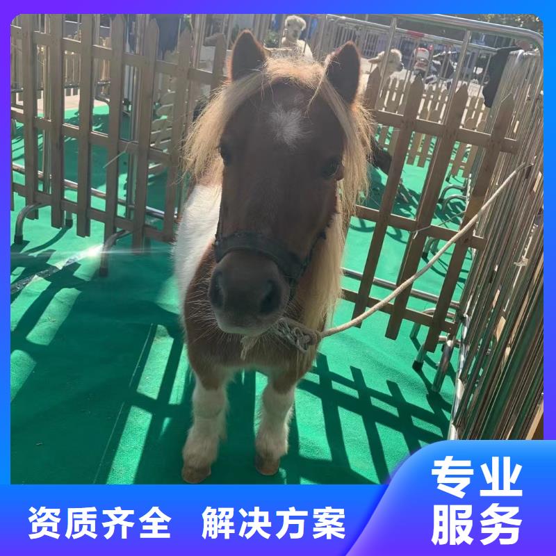 马戏团/羊驼海狮表演出租实力公司