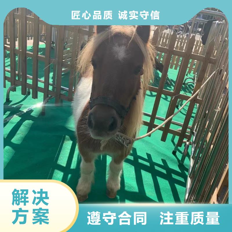 马戏团/羊驼出租企鹅质量保证