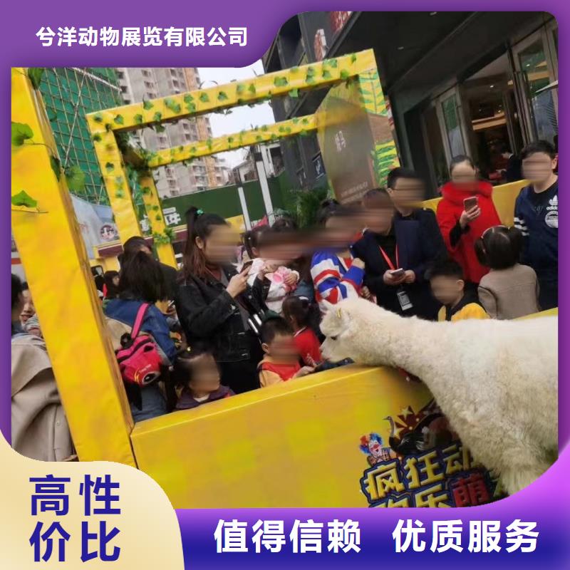 马戏团/羊驼【海狮表演】专业公司