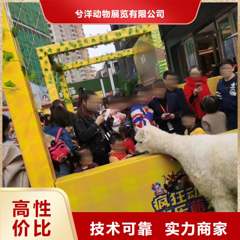 【马戏团/羊驼鹦鹉表演价格公道】