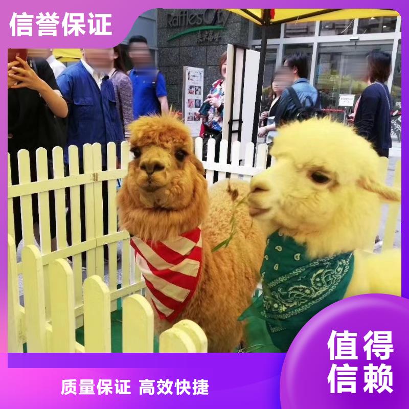 马戏团/羊驼 海狮表演出租放心
