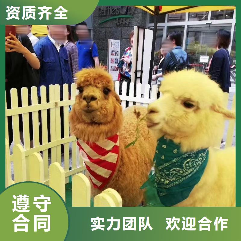 马戏团/羊驼企鹅出租服务至上