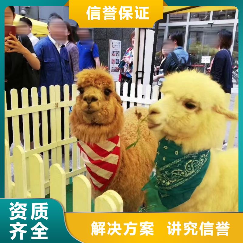 马戏团/羊驼【【出租企鹅表演】】拒绝虚高价