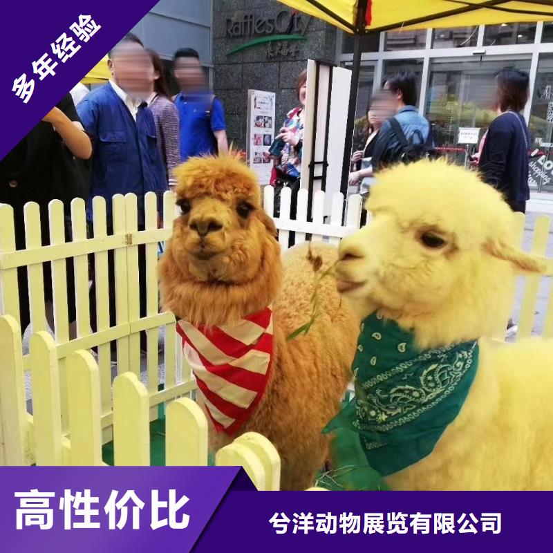 马戏团/羊驼海狮表演出租优质服务