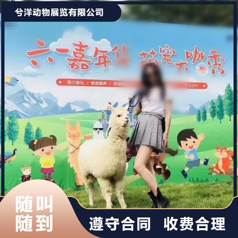 马戏团/羊驼羊驼表演效果满意为止