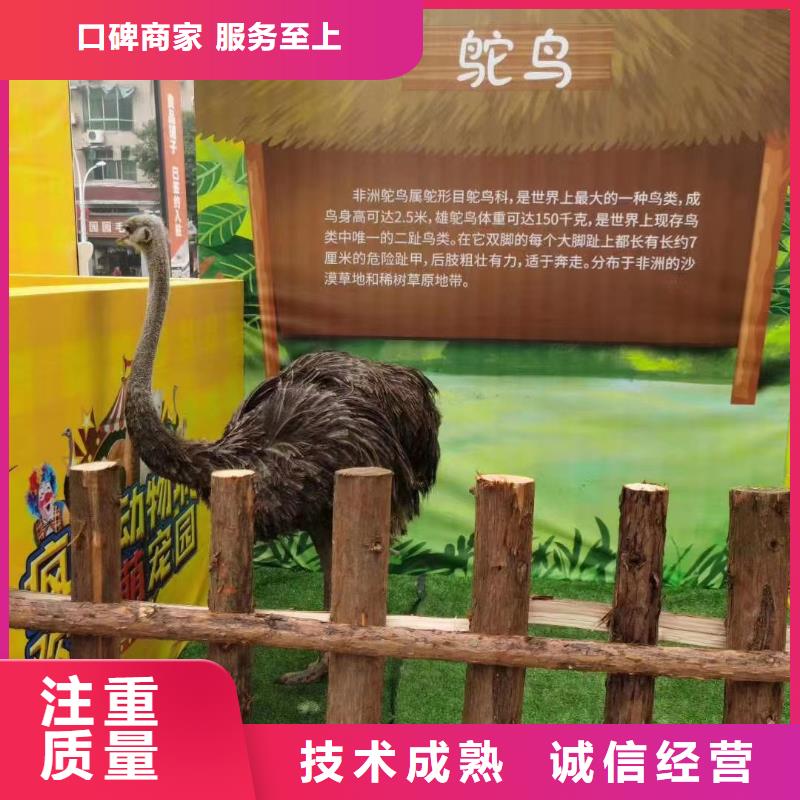 马戏团/羊驼,马戏团出租 明码标价