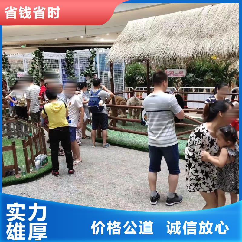 马戏团/羊驼 动物展览秀专业可靠