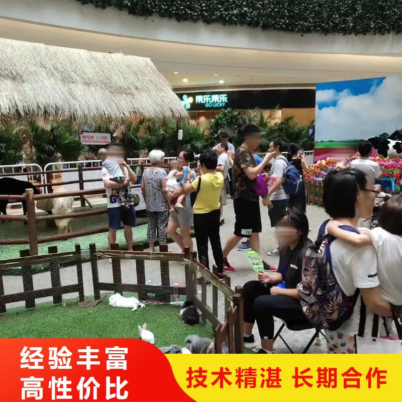 马戏团/羊驼出租羊驼专业