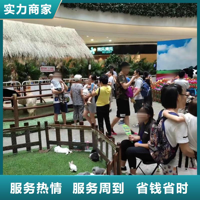 马戏团/羊驼海豚表演实力雄厚