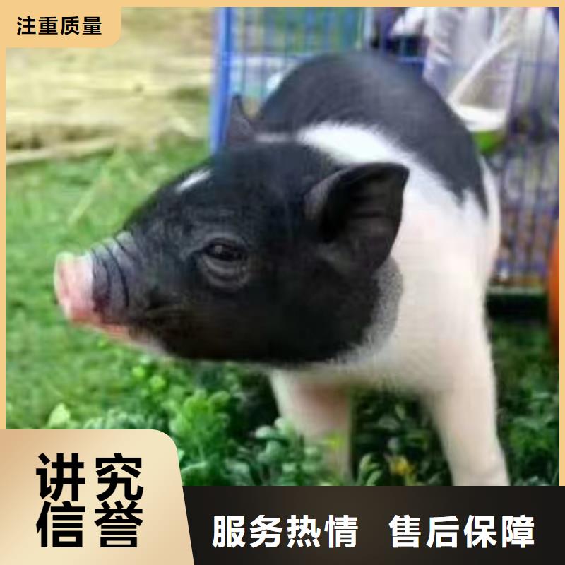 马戏团/羊驼_【鹦鹉表演租赁】靠谱商家