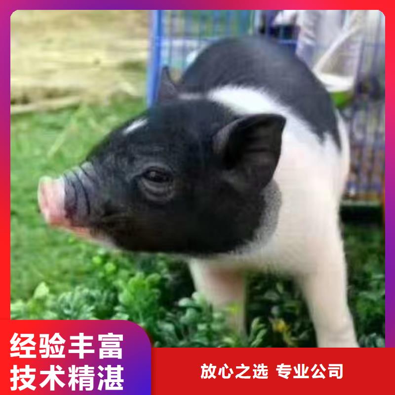 马戏团/羊驼马戏团出租 质量保证