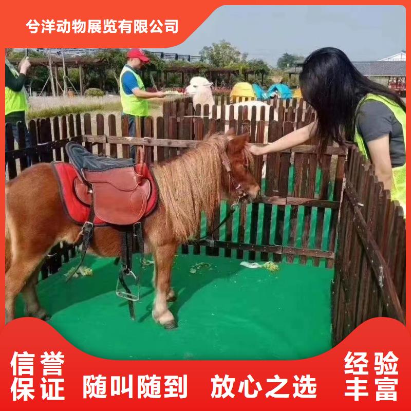 马戏团/羊驼-海狮表演出租品质服务
