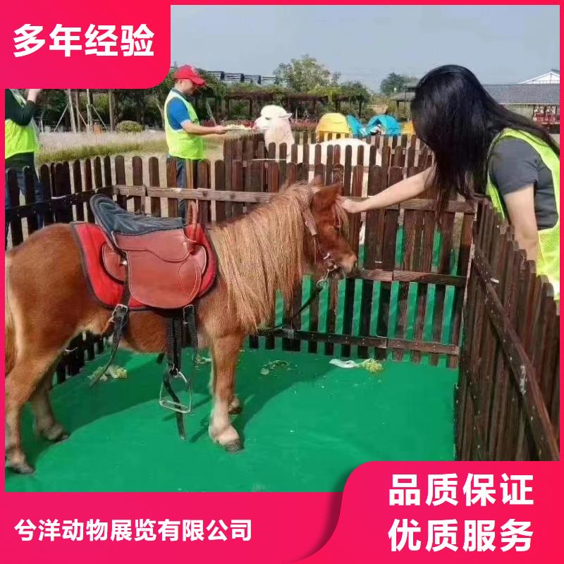 【马戏团/羊驼企鹅出租表演专业】