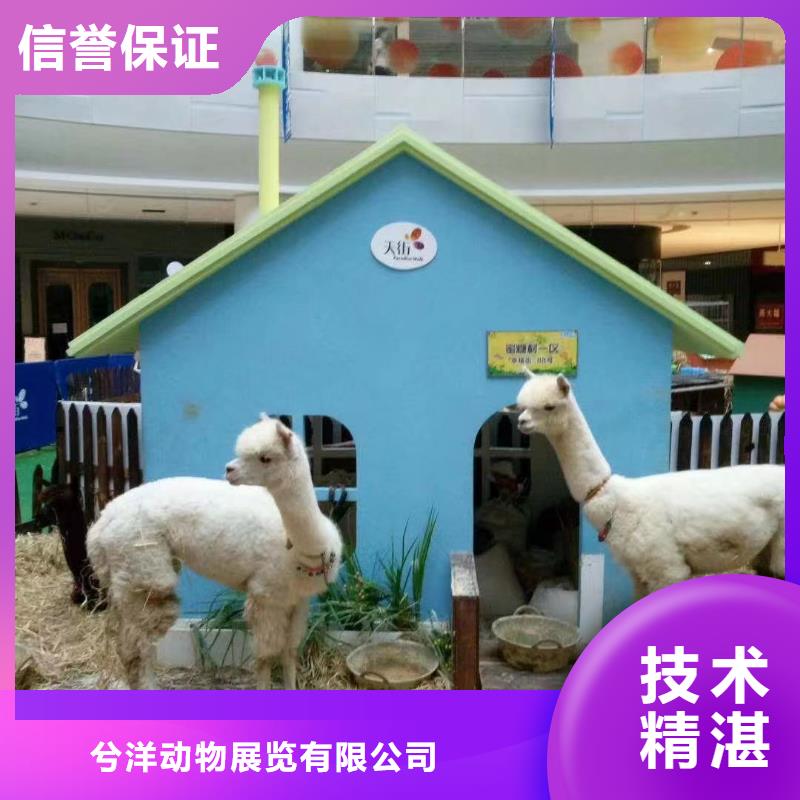 马戏团/羊驼吉祥百鸟展口碑商家