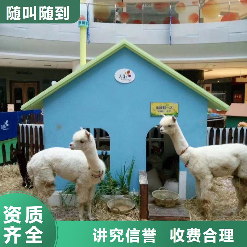 马戏团/羊驼出租表演海狮价格低于同行