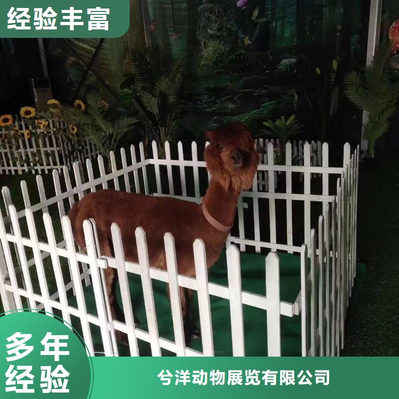 马戏团/羊驼企鹅租赁放心之选