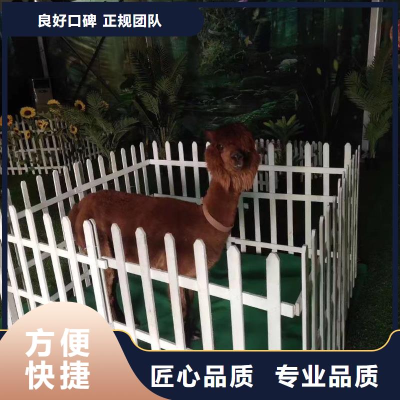 马戏团/羊驼【海狮表演租赁】多家服务案例