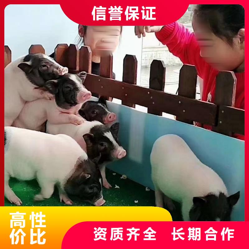 马戏团/羊驼【海洋展租赁】价格公道