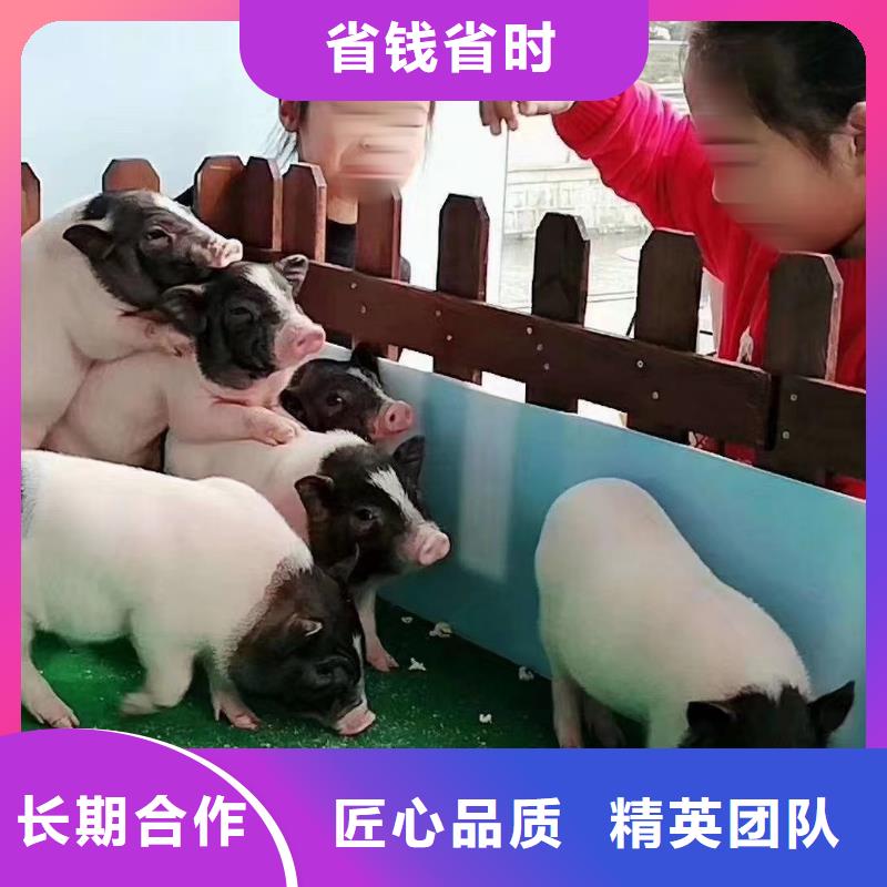 马戏团/羊驼动物表演出租2025公司精心