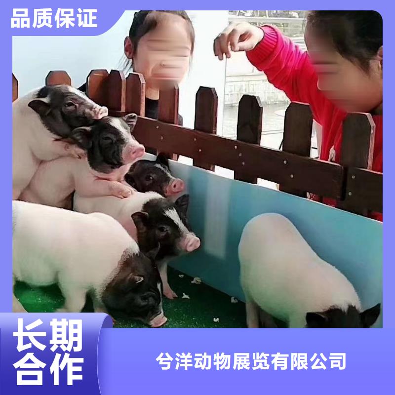 马戏团/羊驼杂耍演出一站搞定
