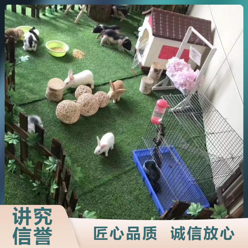 马戏团/羊驼动物表演出租口碑公司