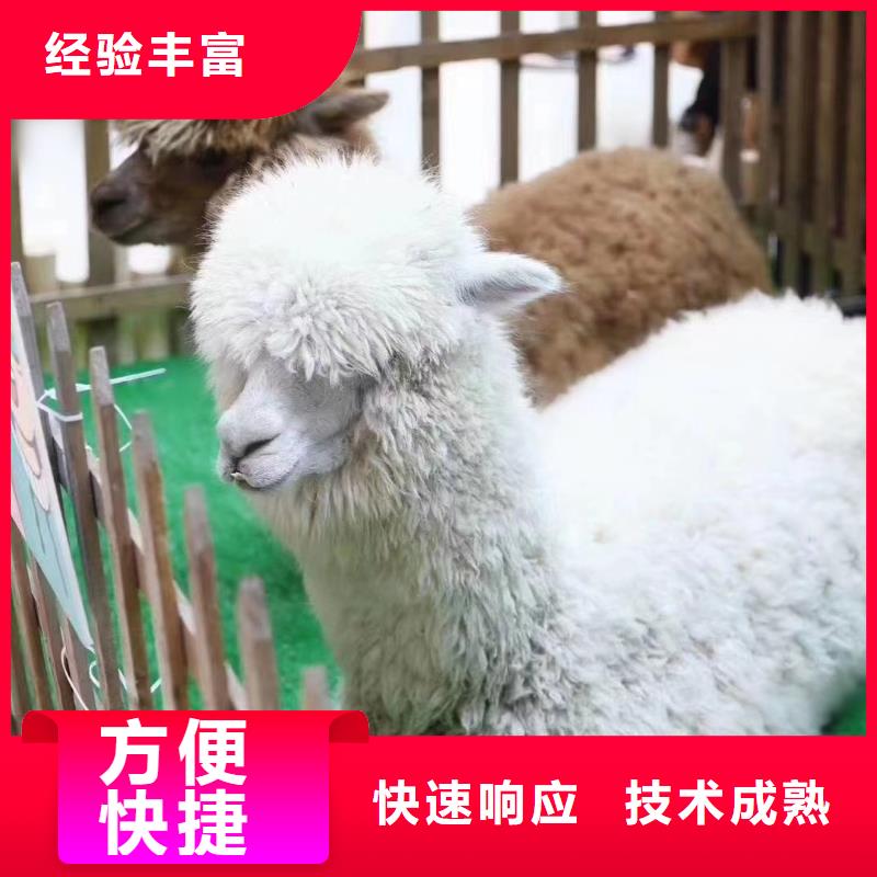 马戏团/羊驼,小马戏出租诚信