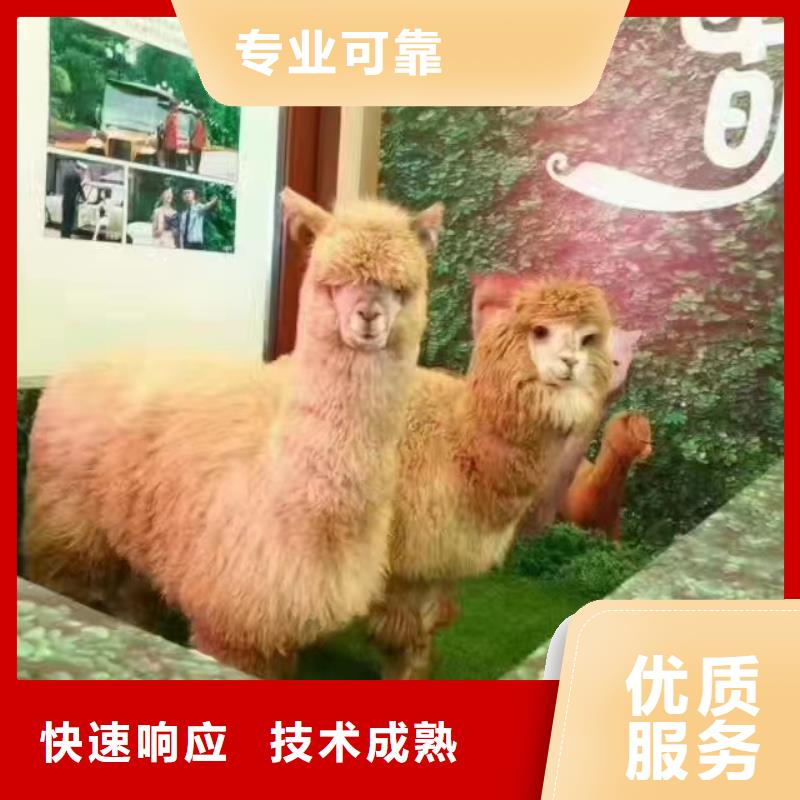 马戏团/羊驼-【活体羊驼租赁】诚信