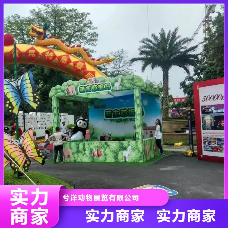 马戏团/羊驼_草泥马羊驼租赁精英团队