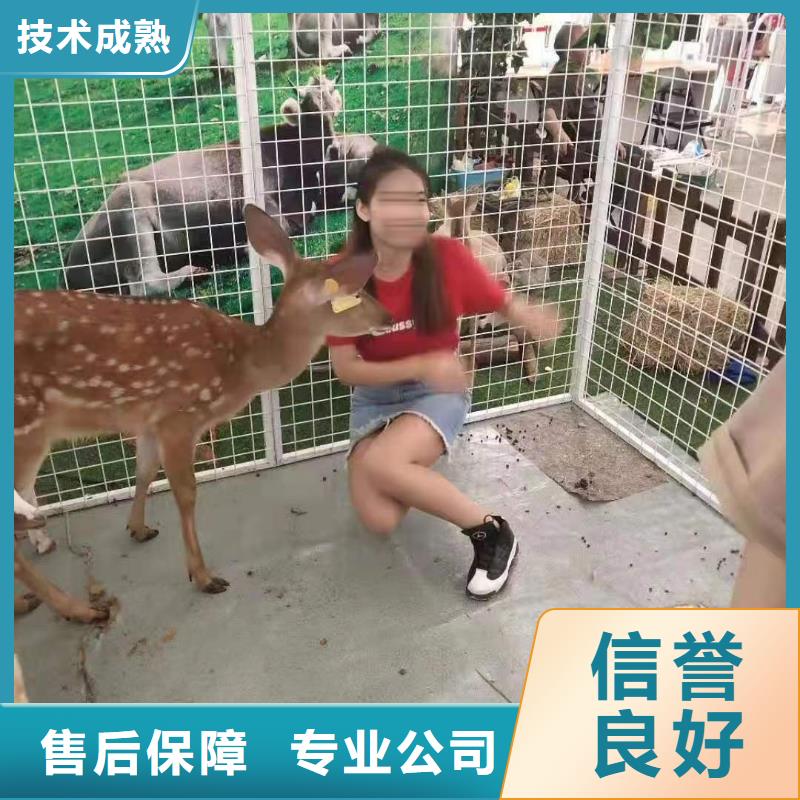 马戏团/羊驼 海洋展租赁齐全