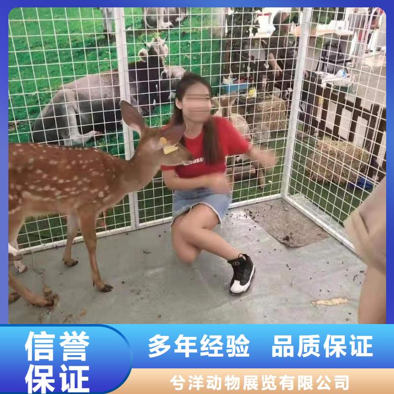 马戏团/羊驼房地产开盘庆典良好口碑
