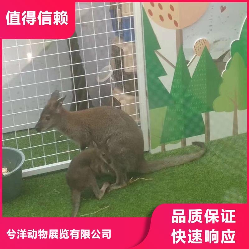 马戏团/羊驼,杂耍演出效果满意为止