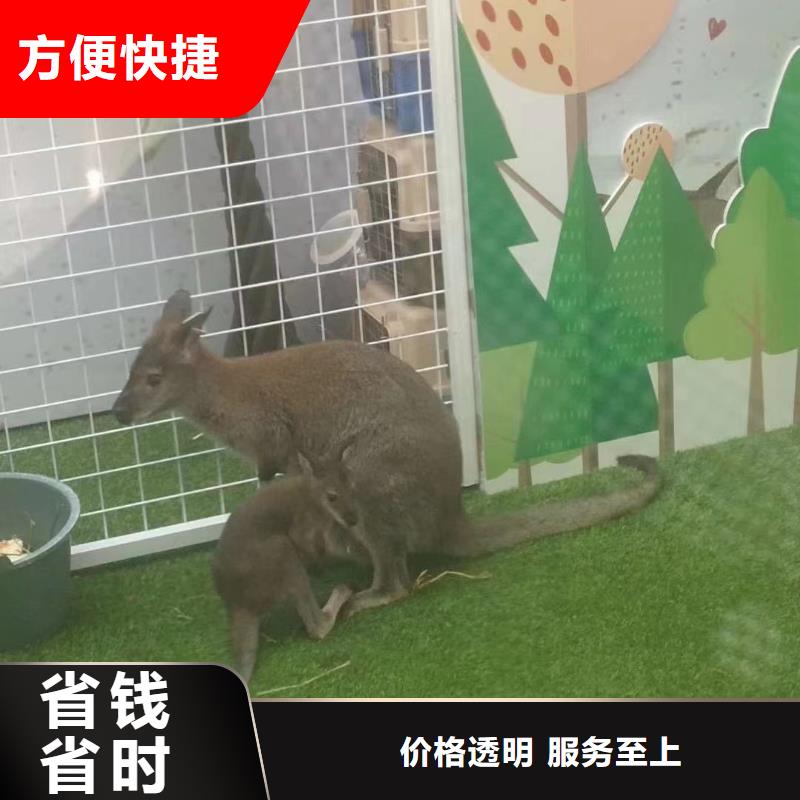 马戏团/羊驼驯兽表演正规