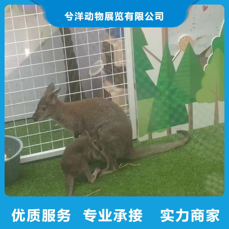 马戏团/羊驼马戏团表演出租租赁欢迎询价
