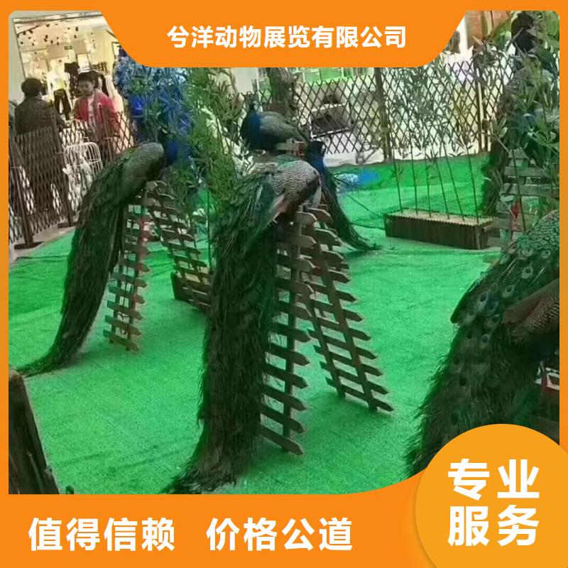 马戏团/羊驼【出租表演萌宠】全市24小时服务