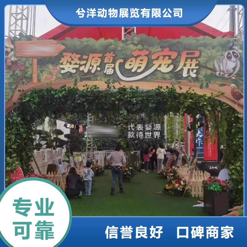 马戏团/羊驼,羊驼出租解决方案