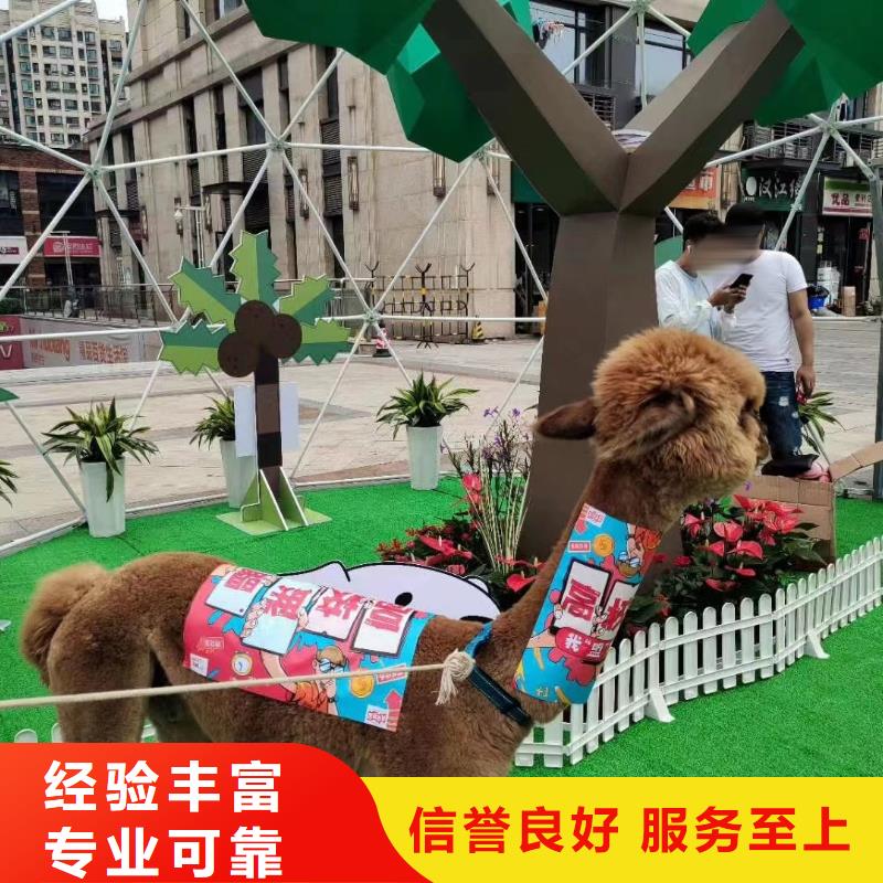 马戏团/羊驼出租企鹅质量保证