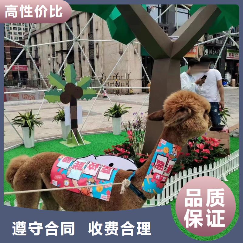 马戏团/羊驼,【马戏团表演出租】口碑公司
