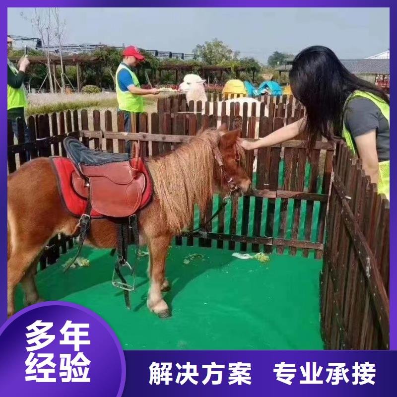 马戏团/羊驼表演羊驼租赁快捷