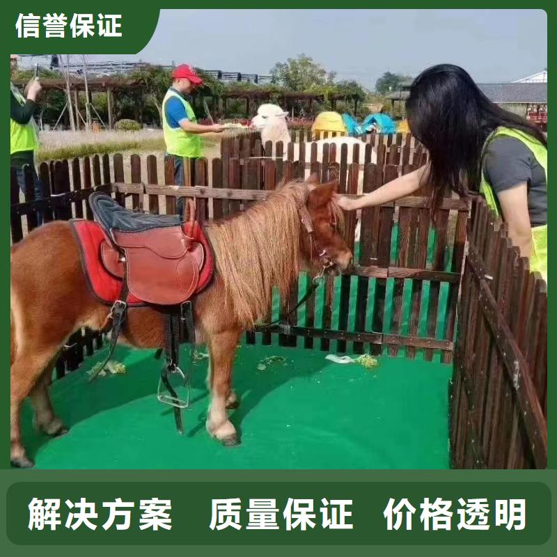 马戏团/羊驼羊驼出租诚信经营