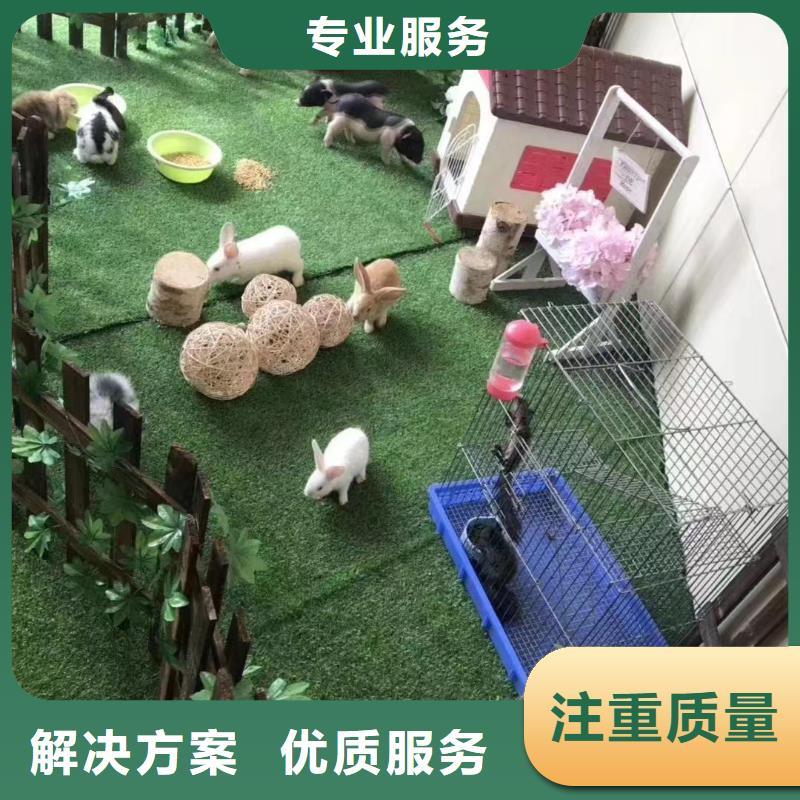 马戏团/羊驼-海狮表演出租先进的技术