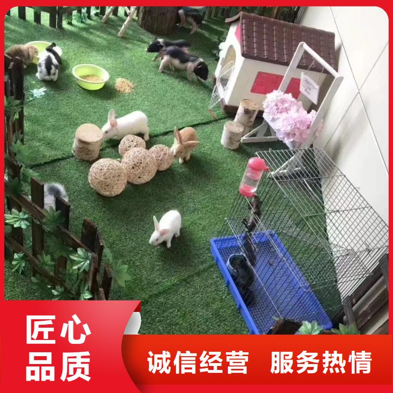 马戏团/羊驼-羊驼出租效果满意为止