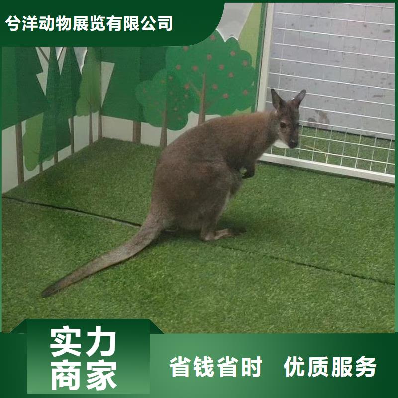 马戏团/羊驼出租表演海狮行业口碑好
