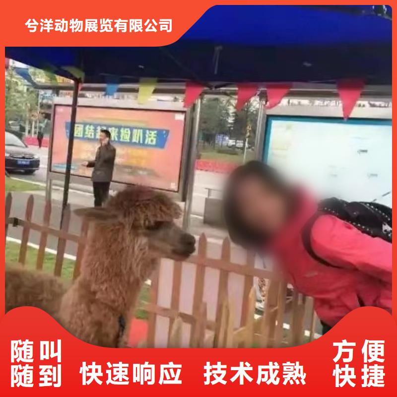 马戏团/羊驼,羊驼出租信誉良好