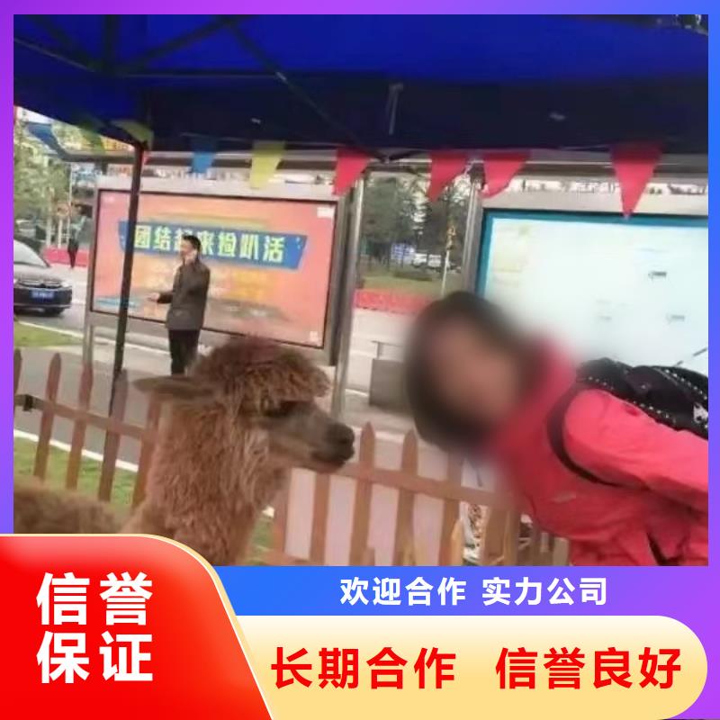 羊驼萌宠出租查看图片