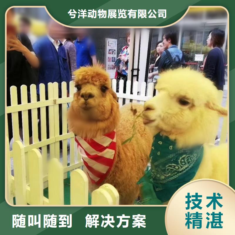 马戏团/羊驼 出租表演海狮专业公司