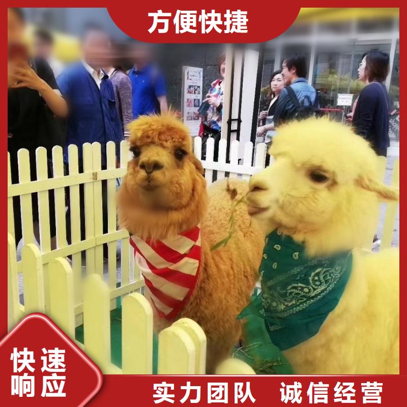 马戏团/羊驼-鹦鹉表演出租优质服务