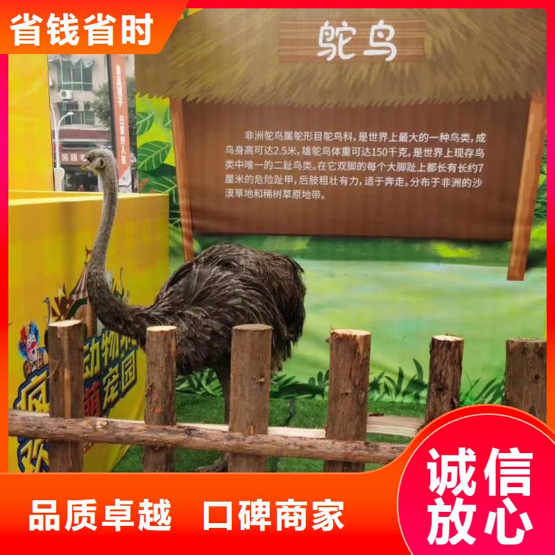 马戏团/羊驼海豚表演知名公司